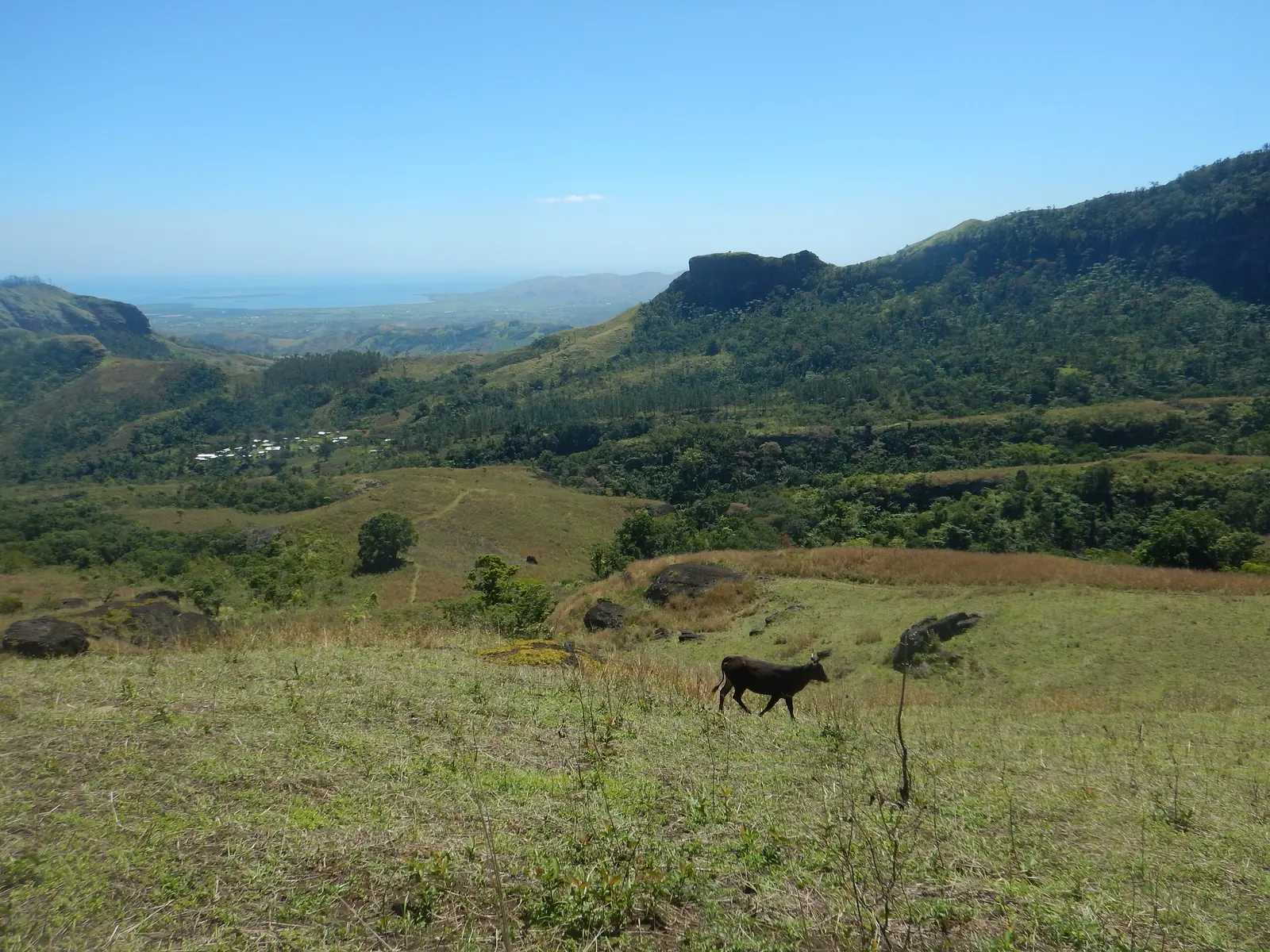 Hill grazing country near Abaca village, below Mount Batilamu, Viti Levu